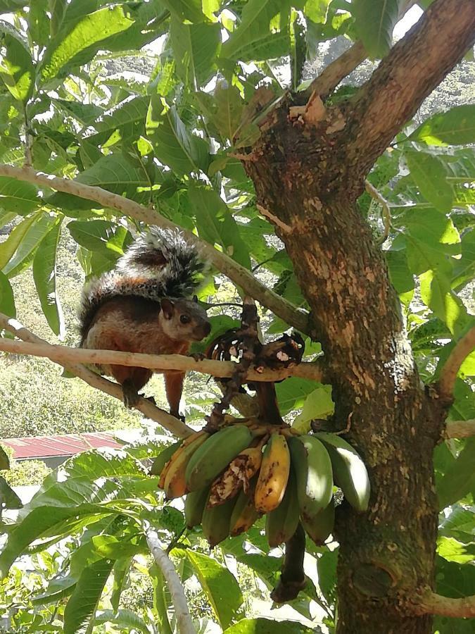 La Guayaba Monteverde住宿加早餐旅馆 外观 照片